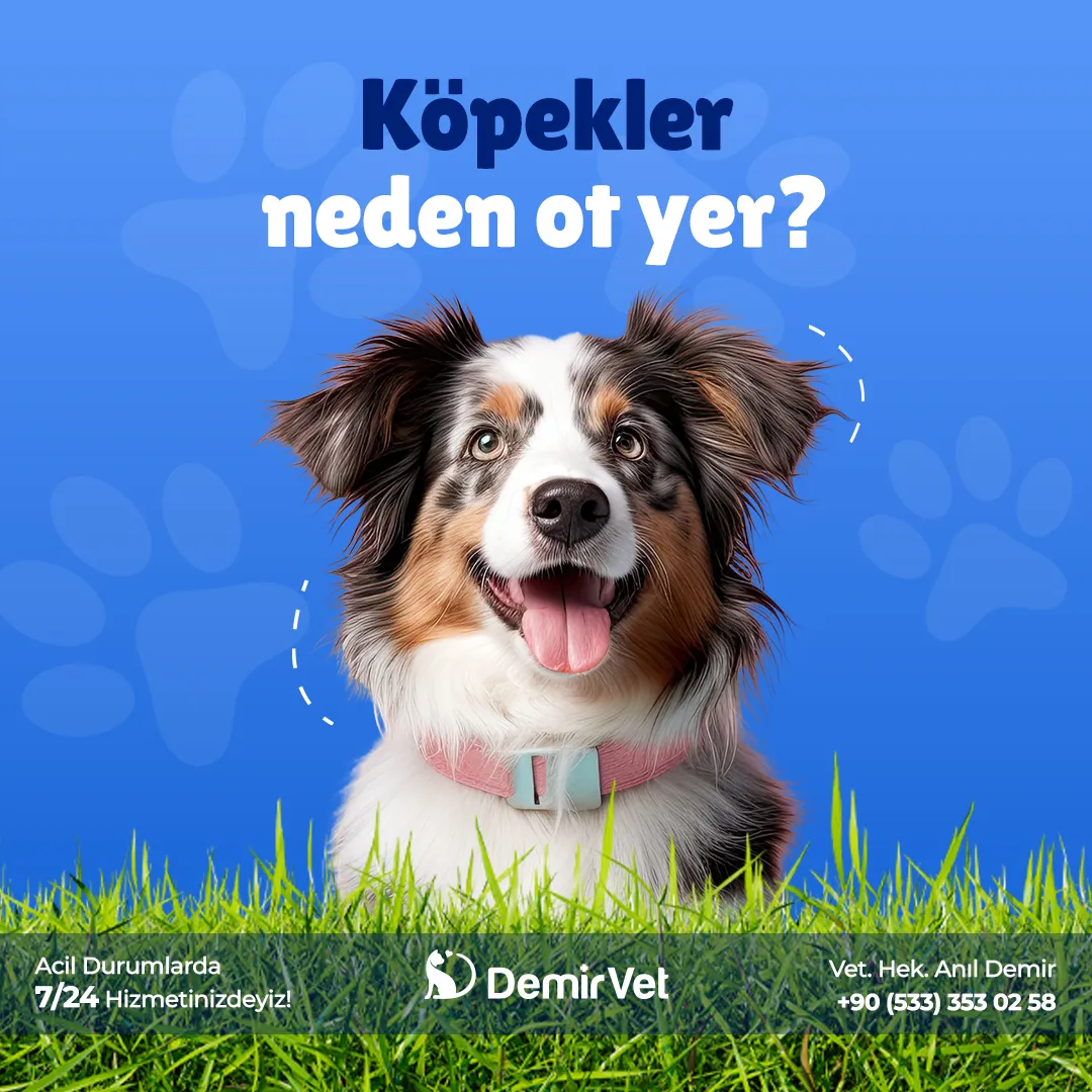 Post Tasarımı